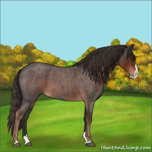 Horse Color:Liver Red Roan Splash 