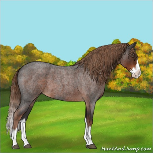 Horse Color:Liver Red Roan Splash 
