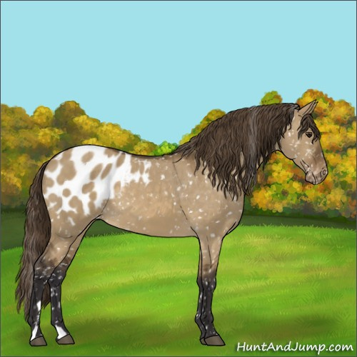 Horse Color:Buckskin Dun Blanket 
