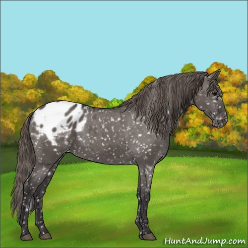 Horse Color:Smoky Grullo Appaloosa 