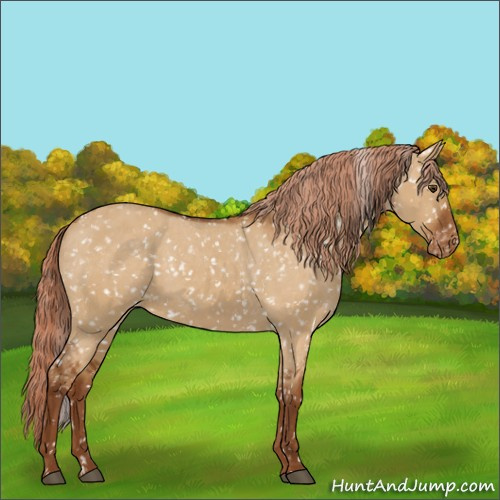 Horse Color:Chocolate Palomino Dun Appaloosa 