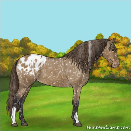 Horse Color:Buckskin Dun Appaloosa  and Buckskin Dun Appaloosa 