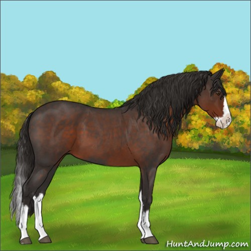 Horse Color:Liver Red Roan Splash 