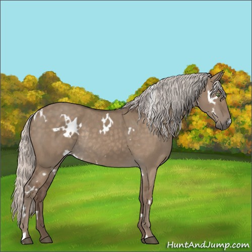 Horse Color:White Spotted Silver Grullo Rabicano 