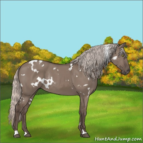 Horse Color:White Spotted Silver Grullo Rabicano 
