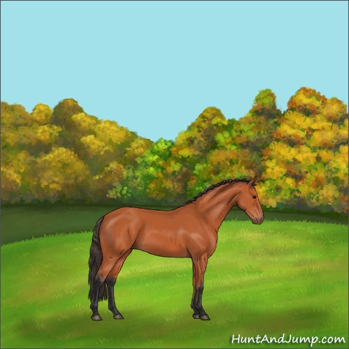 Horse Color:Bay 