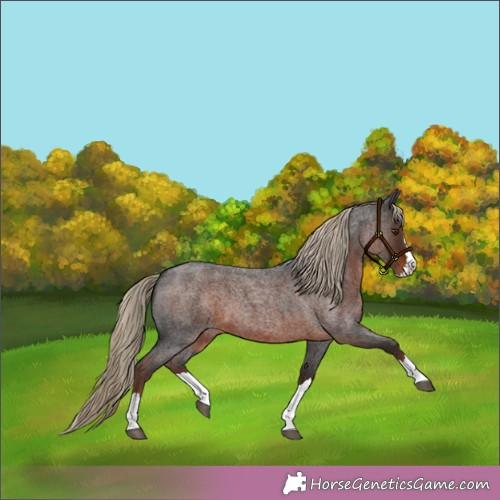 Horse Color:Liver Red Roan Splash 