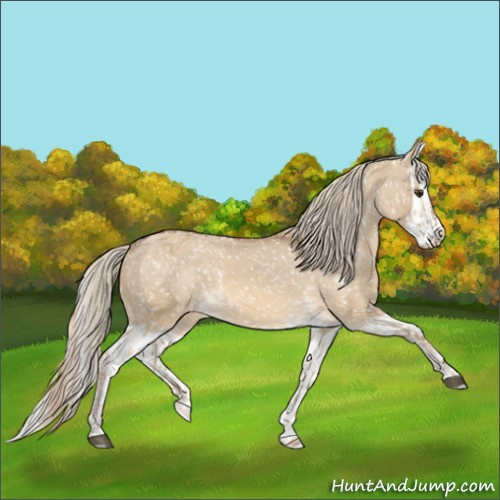 Horse Color:Chocolate Palomino Dun Appaloosa  and Chocolate Palomino Dun Splash Appaloosa 