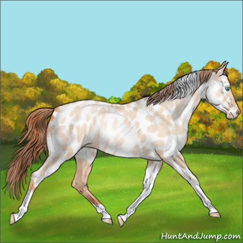 Horse Color:Sable Champagne Pearl Dun Sabino Tobiano Near Leopard 