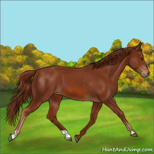 Horse Color:Unknown 