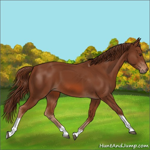 Horse Color:Chestnut Tobiano 