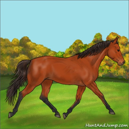 Horse Color:Bay 