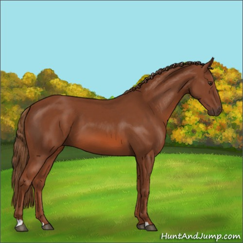 Horse Color:Chestnut 