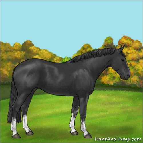 Horse Color:Unknown 