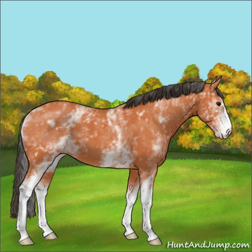 Horse Color:White Spotted Bay 