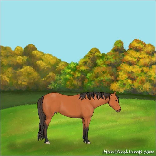 Horse Color:Unknown 