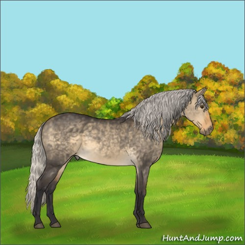 Horse Color:Unknown 