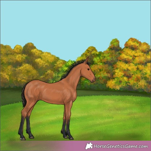 Horse Color:Unknown 