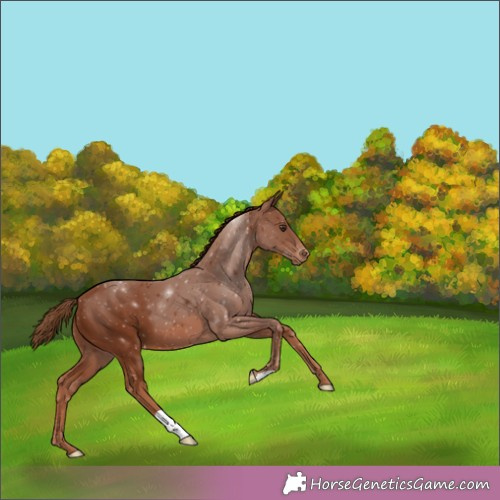 Horse Color:Chestnut Varnish 