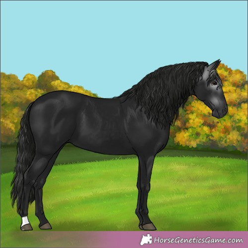 Horse Color:Unknown 