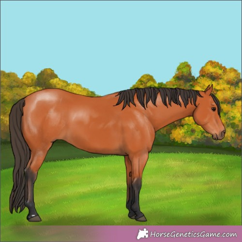 Horse Color:Bay 