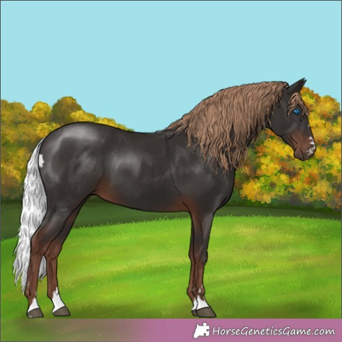 Horse Color: Liver Chestnut 