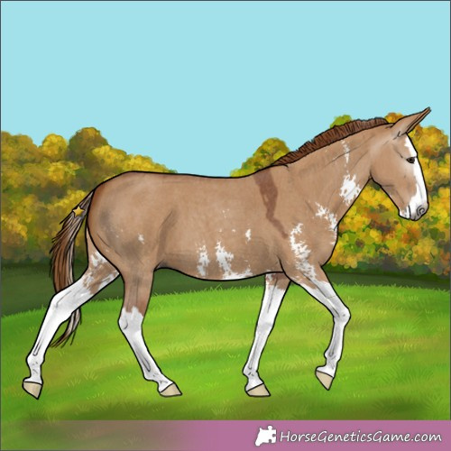 Horse Color:Gray Red Dun Sabino Splash 