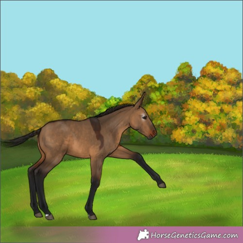 Horse Color:Gray Bay Dun 