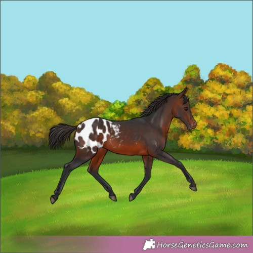 Horse Color:Brown Appaloosa 