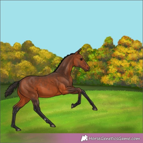 Horse Color:Bay 