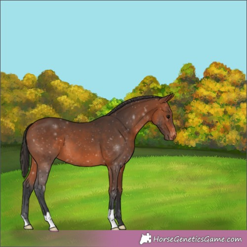 Horse Color:Bay Appaloosa 
