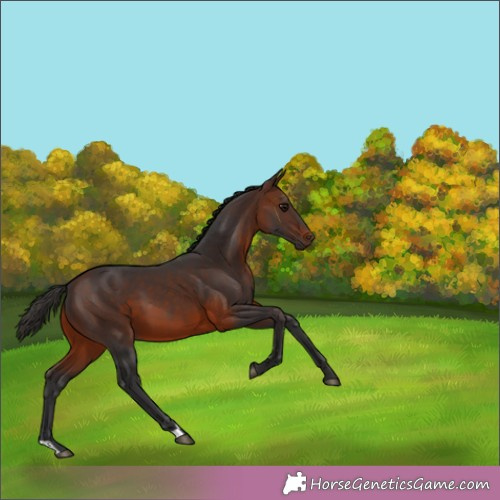 Horse Color:Brown 