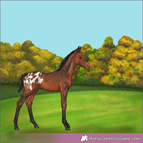Horse Color:Bay Appaloosa 