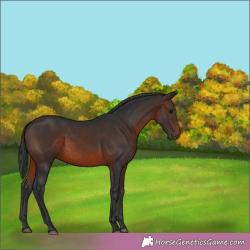 Horse Color:Brown 