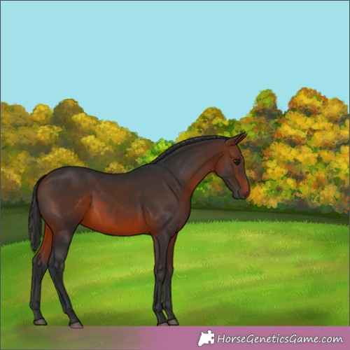 Horse Color:Brown 
