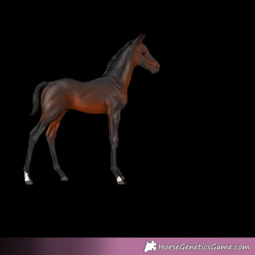 Horse Color:Brown 