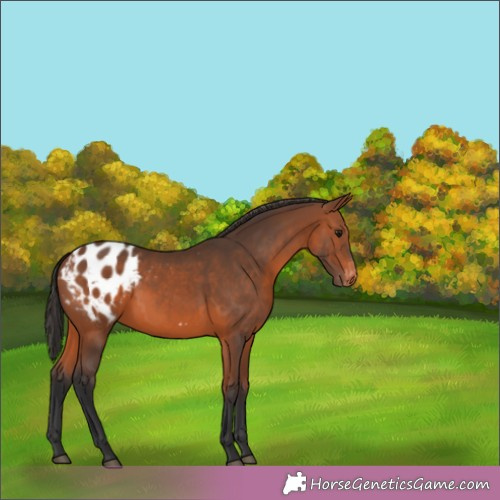 Horse Color:Bay Appaloosa 