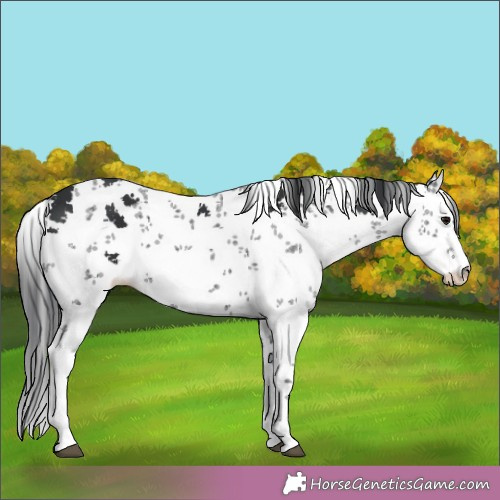 Horse Color: Black Sabino 