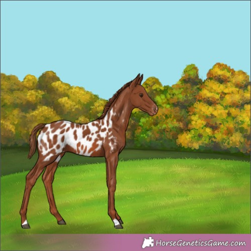 Horse Color:Chestnut Blanket 