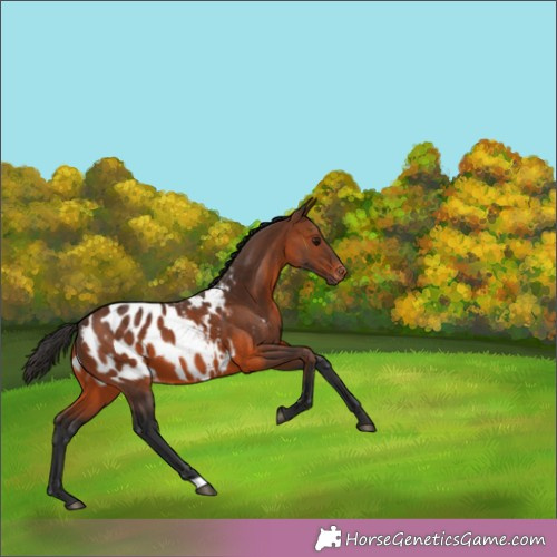 Horse Color:Brown Appaloosa 