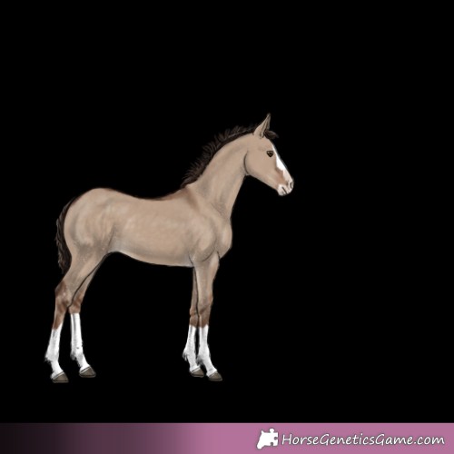 Horse Color:Liver Red Dun Splash 