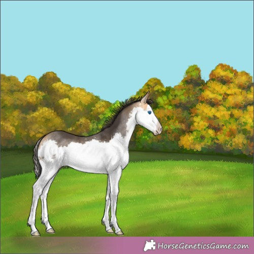Horse Color:Buckskin Splash 