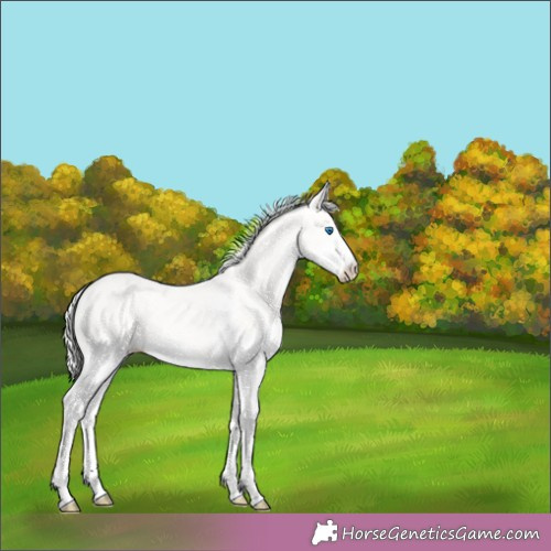 Horse Color:Cremello Dun Splash 
