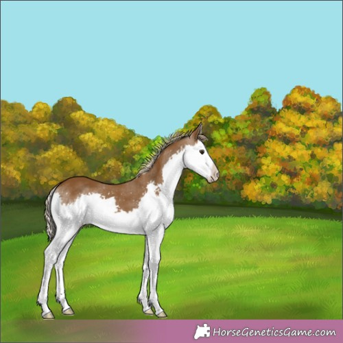 Horse Color:Chocolate Palomino Splash 