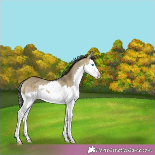 Horse Color:Buckskin Dun Splash 
