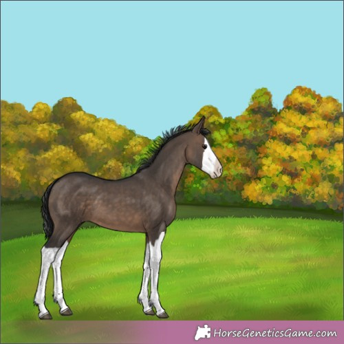 Horse Color:Brown Dun Splash 
