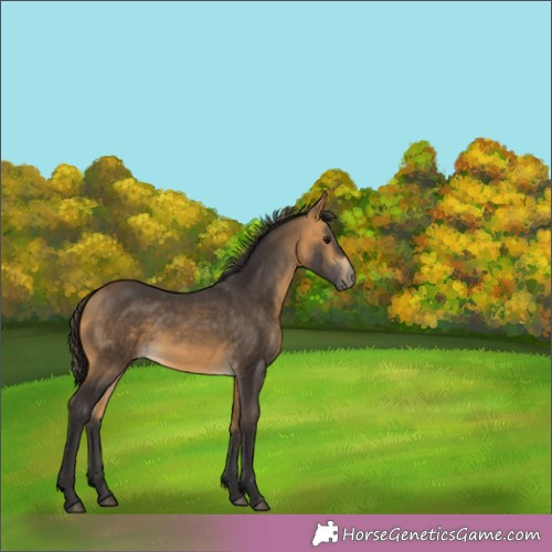 Horse Color:Buckskin 