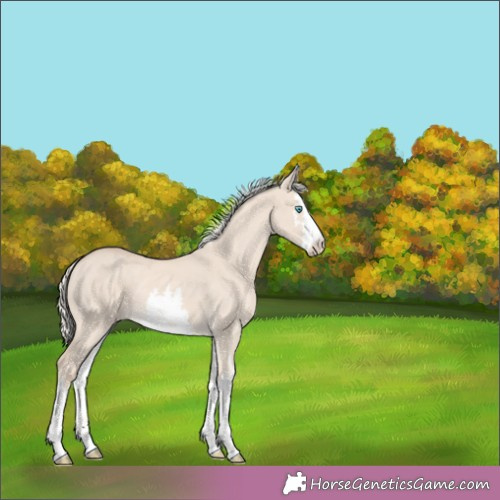 Horse Color:Cremello Dun 