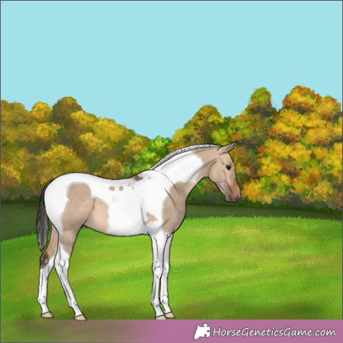 Horse Color:Bay Dun Tobiano 