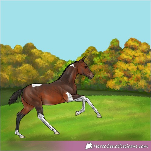 Horse Color:Brown Tobiano 